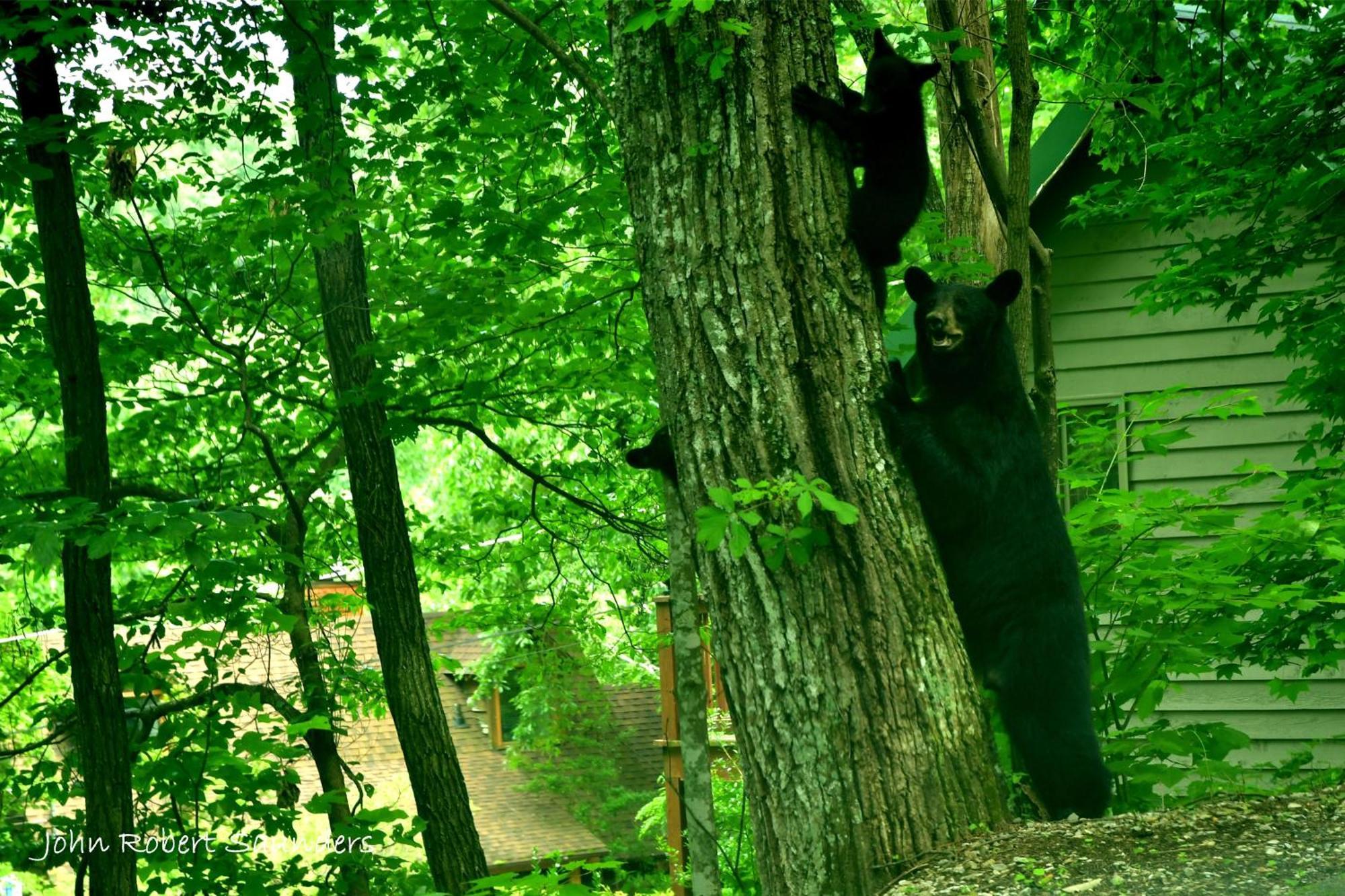 Wild Thing #1525 Villa Gatlinburg Exterior foto